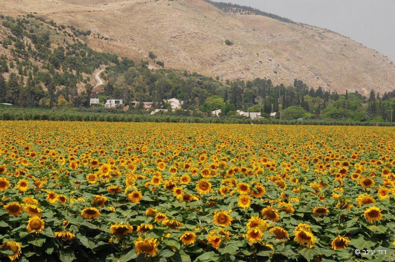 Bait Alfa Kibbutz Country Lodging Bet Alfa Esterno foto